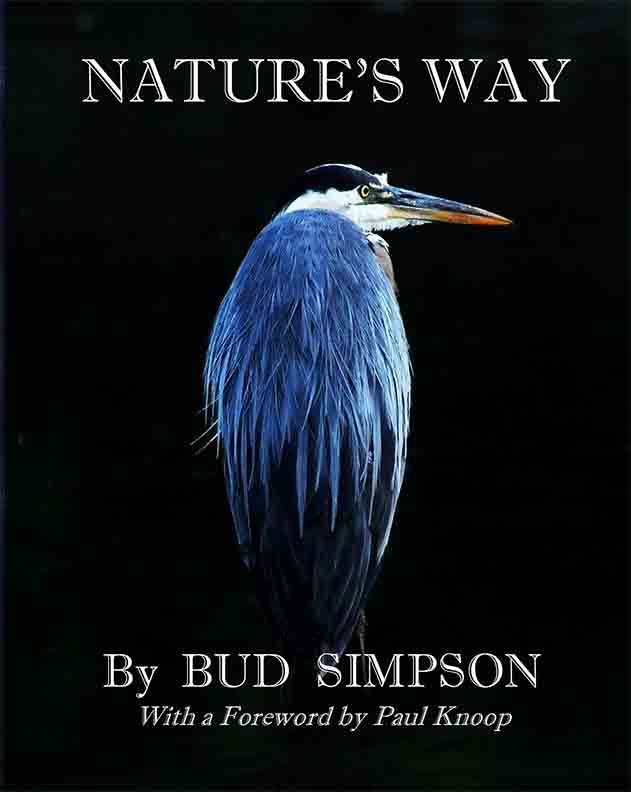 Nature's Way: The Great Blue Heron by Bud Simpson