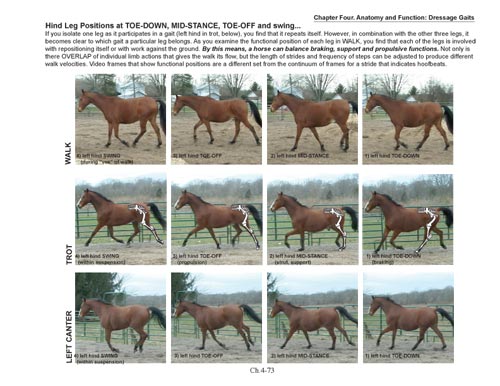 BioMechanical Riding and Dressage: A Rider's Atlas by Nicholson - Biblio Bookstore