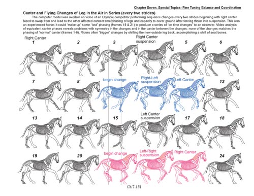 BioMechanical Riding and Dressage: A Rider's Atlas by Nicholson - Biblio Bookstore